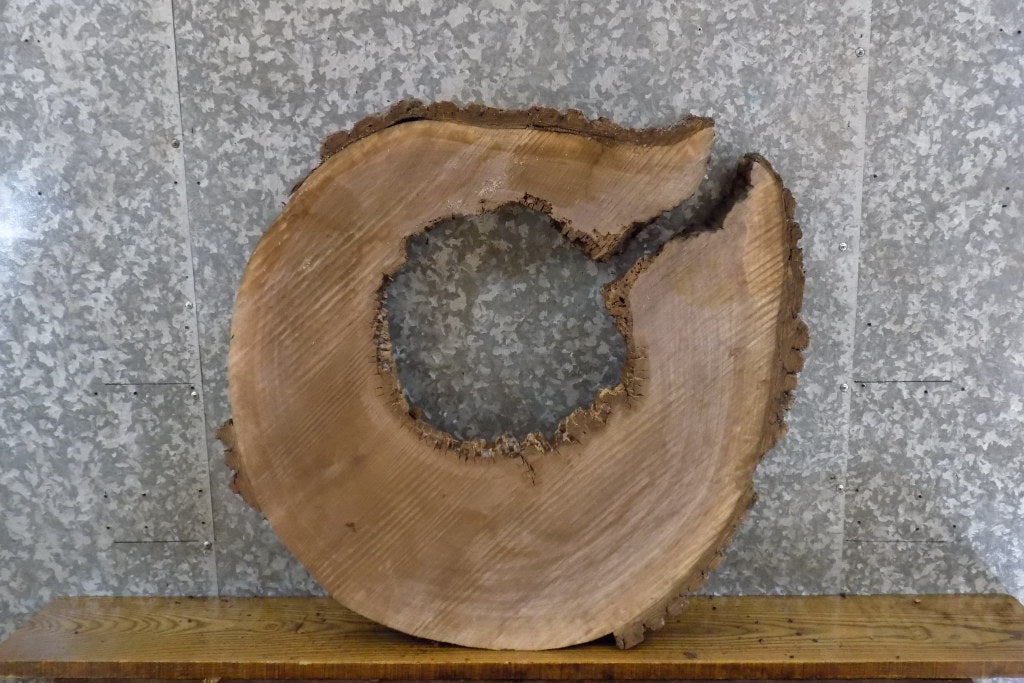 Black Walnut Live Edge Round/Thick Cut Epoxy Project Slab 20708