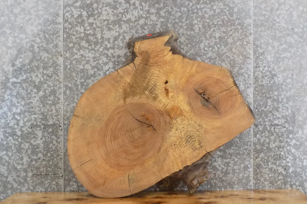 Live Edge Ash Table Top Slab, Wood Circle Cut End Table Top 20710