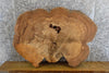 Thumbnail for Live Edge Oval Cut Elm Sofa/Side Table Top Wood Slab 20726