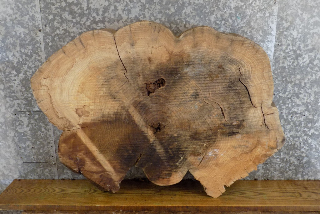 Live Edge Oval Cut Elm Sofa/Side Table Top Wood Slab 20726