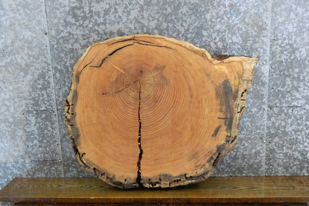 Live Edge Locust Slab, Round Epoxy Project Table Top CLOSEOUT 20727