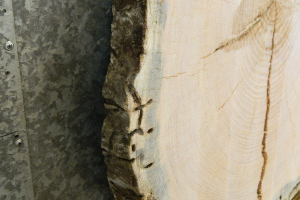 Live Edge Locust Slab, Round Epoxy Project Table Top CLOSEOUT 20727