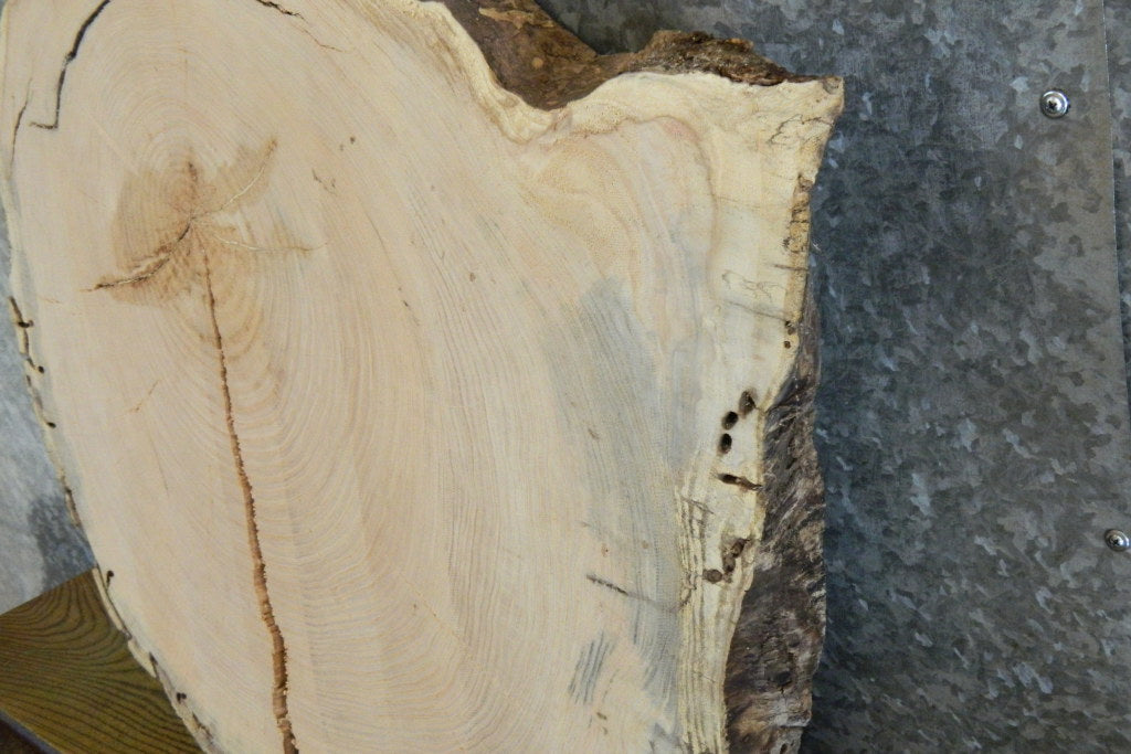 Live Edge Locust Slab, Round Epoxy Project Table Top CLOSEOUT 20727