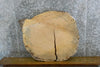 Thumbnail for Live Edge Locust Slab, Round Epoxy Project Table Top CLOSEOUT 20727