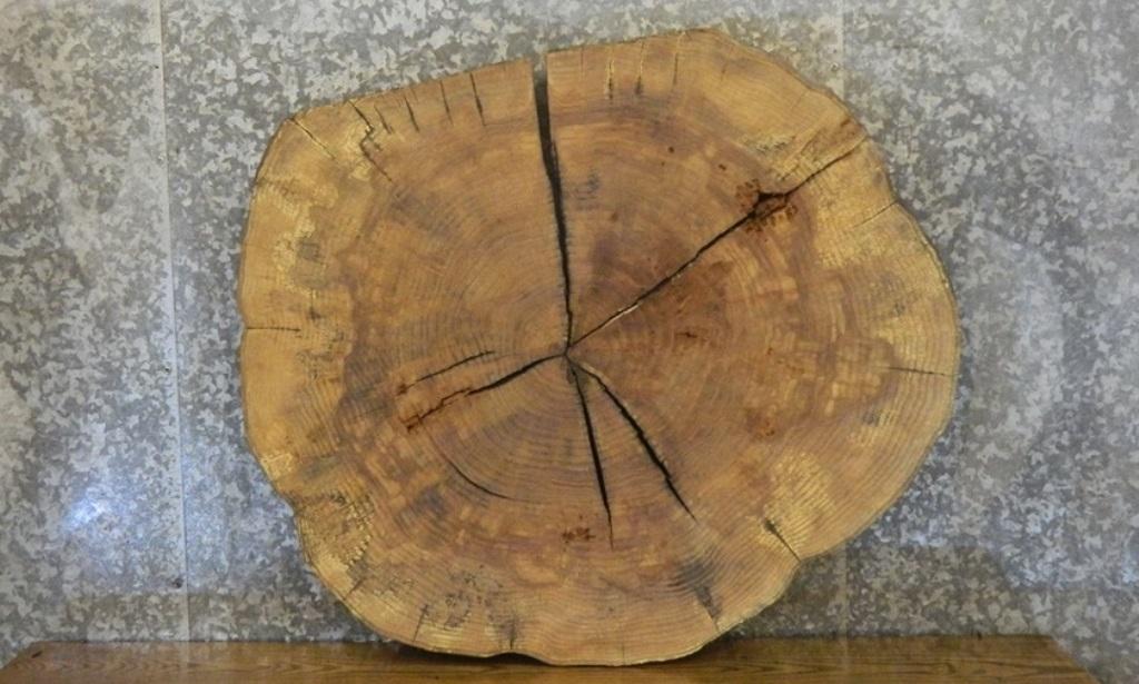2- Round Cut Ash Split Board/Coffee Table Top Slab CLOSEOUT 20728
