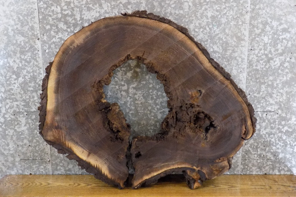 Live Edge Black Walnut Round Cut Epoxy Project/Table Top Slab 20732