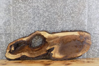 Thumbnail for Live Edge Black Walnut Oval Cut Wall Art/Accent Table Top Slab 20734