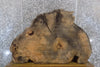 Thumbnail for Oval Cut Cottonwood Live Edge Coffee Table Top Slab CLOSEOUT 20765