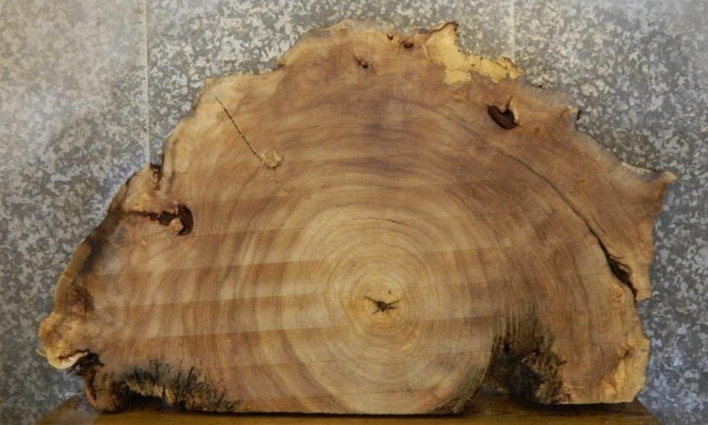 Partial Live Edge Cottonwood Oval Cut Table Slab CLOSEOUT 20770