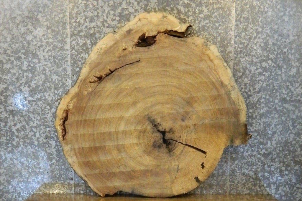 Round Cut Cottonwood Live Edge Coffee Table Top CLOSEOUT 20774