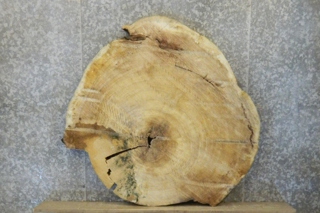 Round Cut Cottonwood Live Edge Coffee Table Top CLOSEOUT 20774
