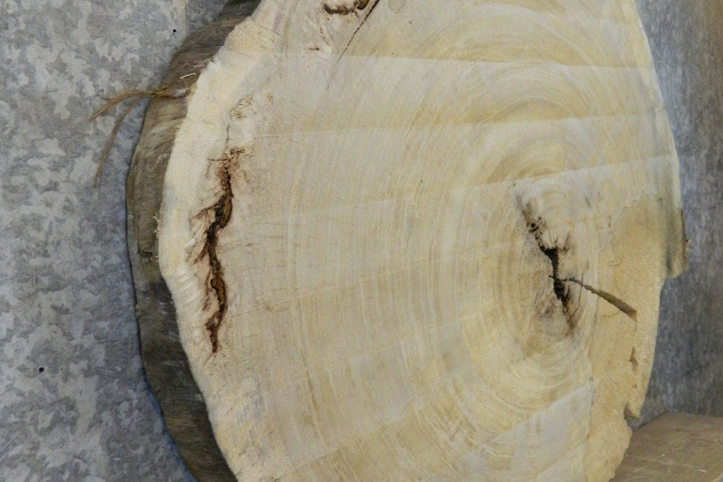 Round Cut Cottonwood Live Edge Coffee Table Top CLOSEOUT 20774