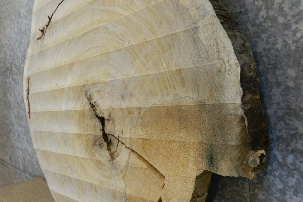 Round Cut Cottonwood Live Edge Coffee Table Top CLOSEOUT 20774