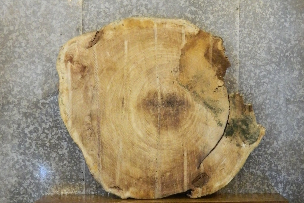 Natural Edge Round Cut Cottonwood Coffee Table Top CLOSEOUT 20776