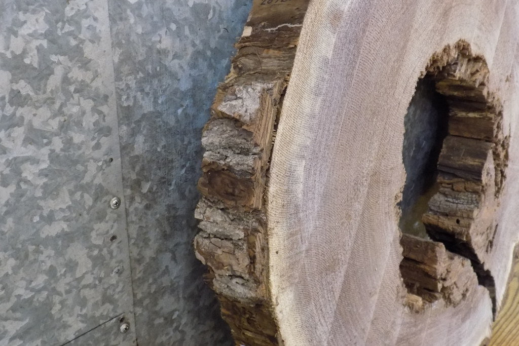Black Walnut Round Cut Live Edge Epoxy Project/Table Top Slab 20780
