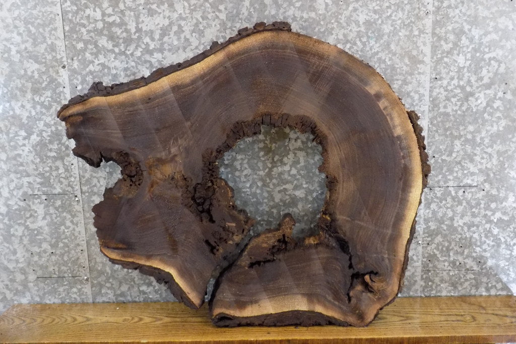 Black Walnut Round Cut Live Edge Epoxy Project/Table Top Slab 20780