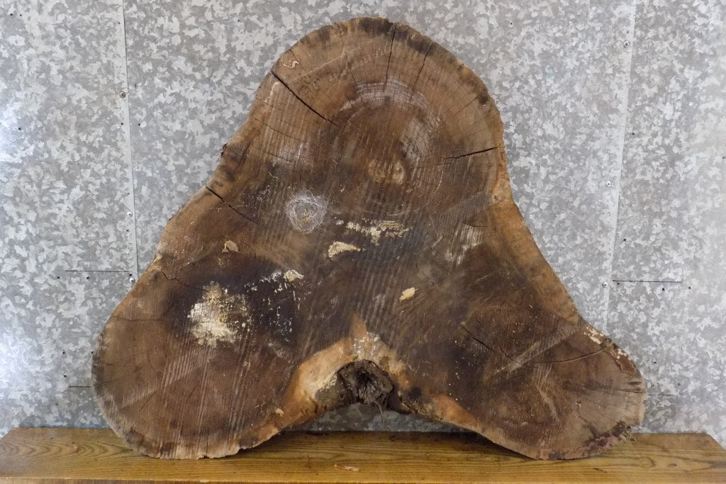 Black Walnut Oval Cut Coffee Table Top Wood Slab 20782