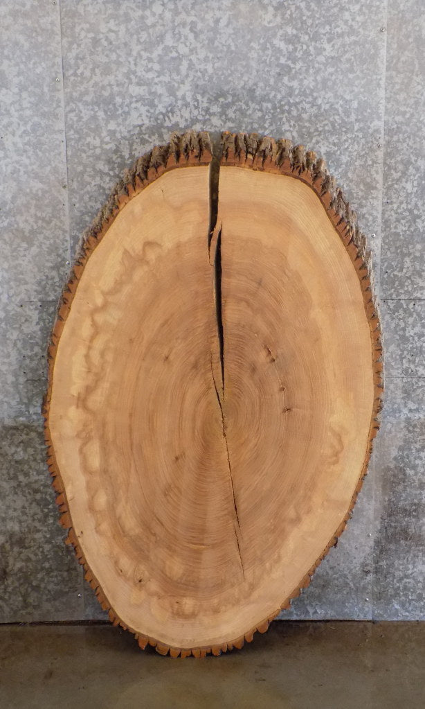 Live Edge Bark Oval Cut Ash Rustic Table Top Slab CLOSEOUT 20790