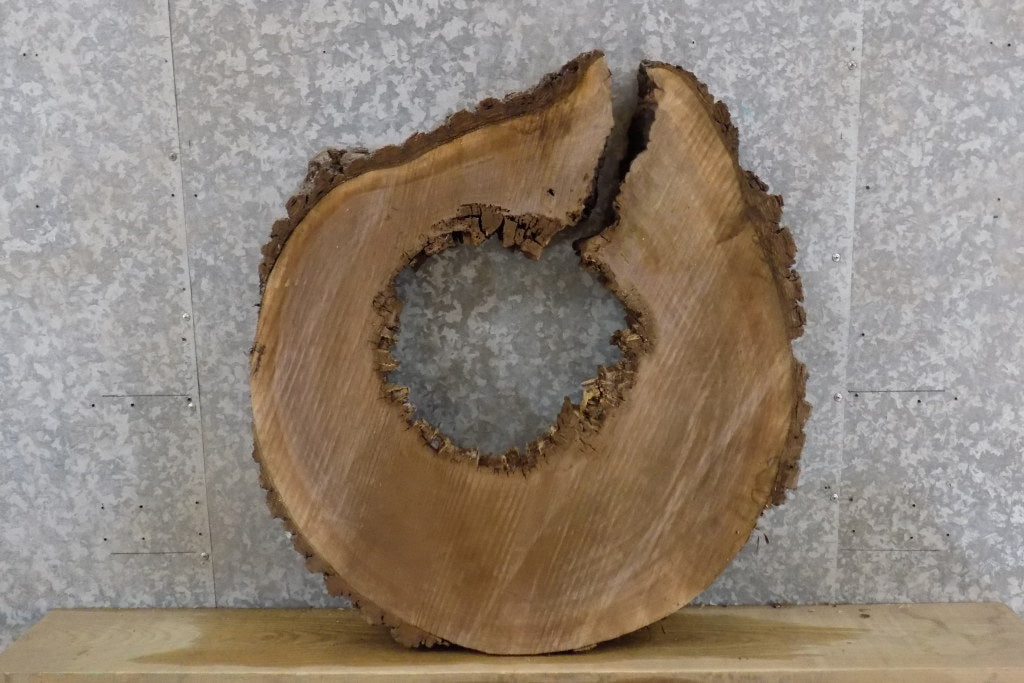 Rustic Round/Thick Cut Live Edge Black Walnut Table Top Slab 20794