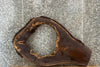 Thumbnail for Black Walnut Live edge Oval Cut/Tree Log Slice 20796