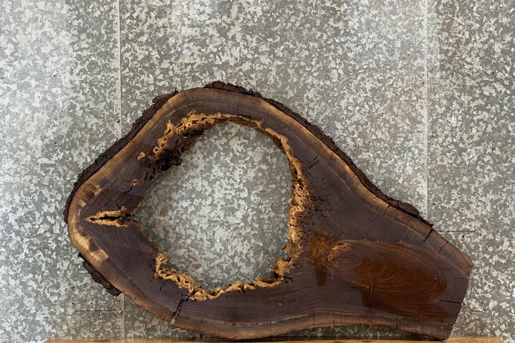 Black Walnut Live edge Oval Cut/Tree Log Slice 20796