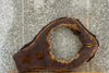 Thumbnail for Black Walnut Live edge Oval Cut/Tree Log Slice 20796