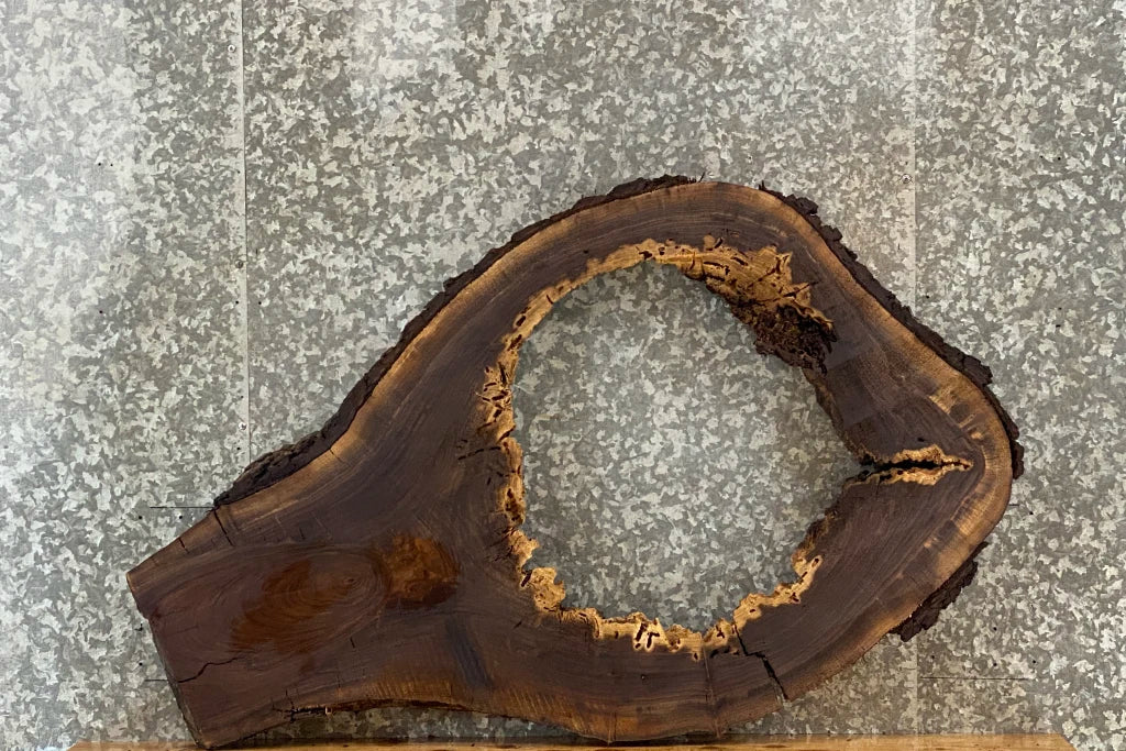 Black Walnut Live edge Oval Cut/Tree Log Slice 20796