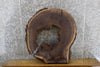 Thumbnail for Live Edge Black Walnut Round Cut Rustic Coffee Table Top Slab 20797
