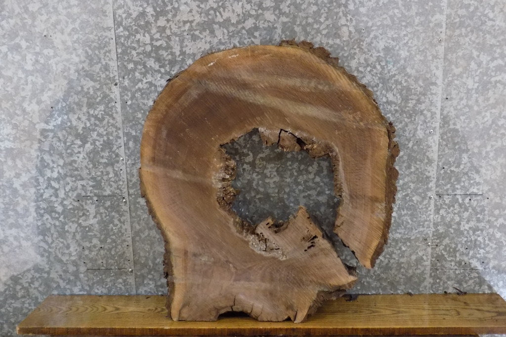 Live Edge Black Walnut Round Cut Rustic Coffee Table Top Slab 20797