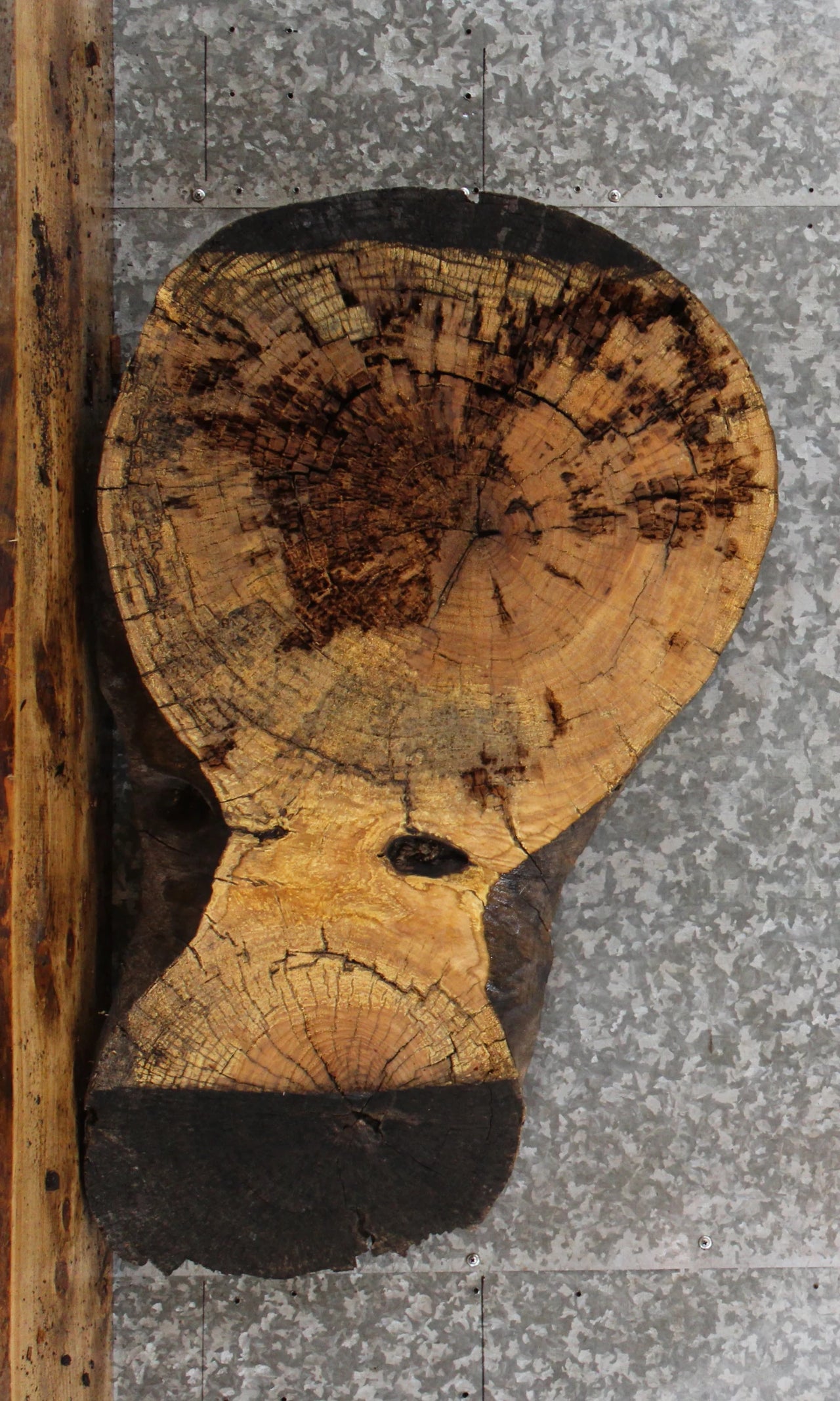 Live Edge Oval Cut Maple Table Top Slab, Wood 20810