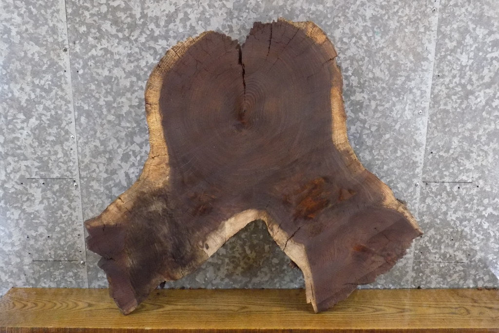 Live Edge Round Cut Black Walnut Slab, Coffee Table Top 20814