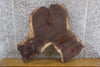 Thumbnail for Live Edge Round Cut Black Walnut Slab, Coffee Table Top 20814