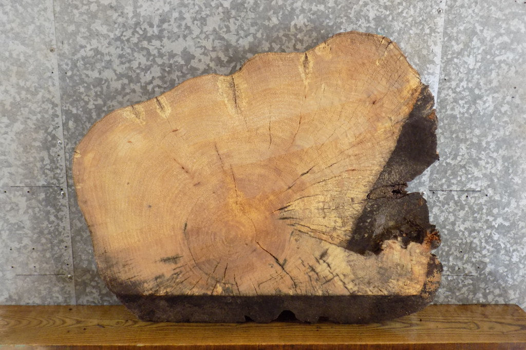 Live Edge Ash Round Cut Sofa/Coffee Table Top Slab CLOSEOUT 20812