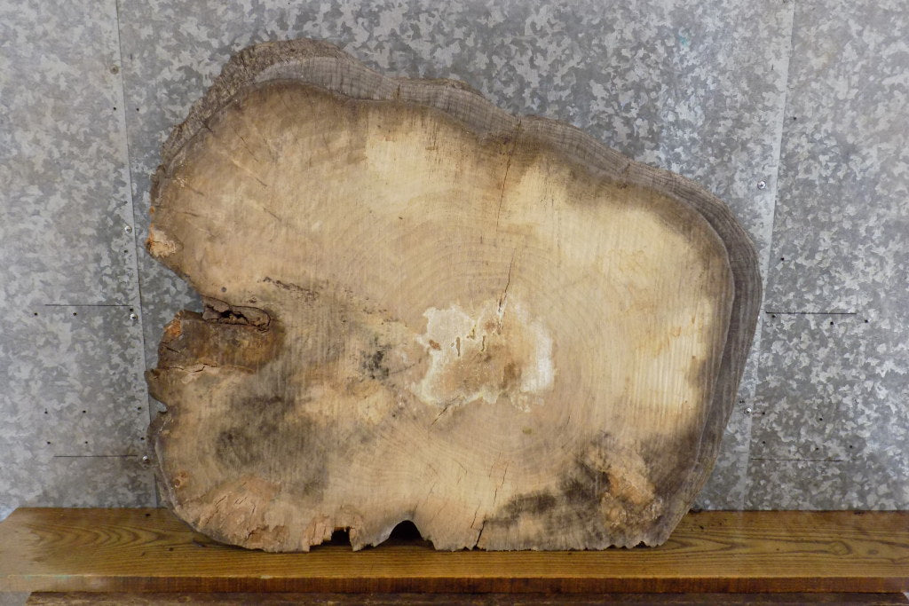 Live Edge Ash Round Cut Sofa/Coffee Table Top Slab CLOSEOUT 20812