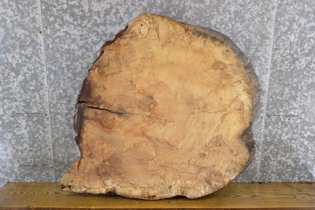 Live Edge Round Cut Maple Coffee Table Top Slab CLOSEOUT 20813