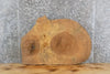 Thumbnail for Live Edge Ash Oval Cut End/Accent/Side Table Top Slab CLOSEOUT 20819