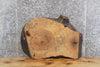 Thumbnail for Live Edge Ash Oval Cut End/Accent/Side Table Top Slab CLOSEOUT 20819