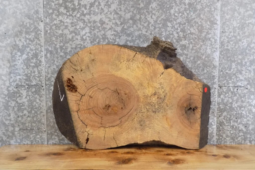 Live Edge Ash Oval Cut End/Accent/Side Table Top Slab CLOSEOUT 20819