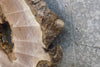 Thumbnail for Round Cut Live Edge Black Walnut Table Top/Epoxy Project Slab 20840