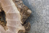 Thumbnail for Round Cut Live Edge Black Walnut Table Top/Epoxy Project Slab 20840