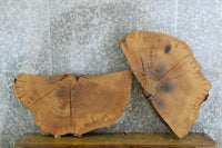 Thumbnail for 2- Round Cut White Oak Split Board/Table Top Slabs CLOSEOUT 20841