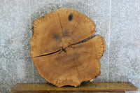 Thumbnail for 2- Round Cut White Oak Split Board/Table Top Slabs CLOSEOUT 20841