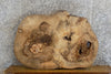 Thumbnail for Oval Cut Live Edge Ash Coffee Table Top Slab CLOSEOUT 20842