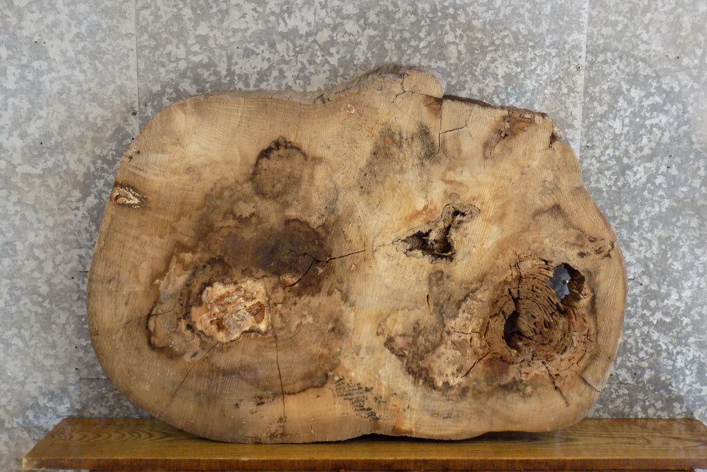 Oval Cut Live Edge Ash Coffee Table Top Slab CLOSEOUT 20842