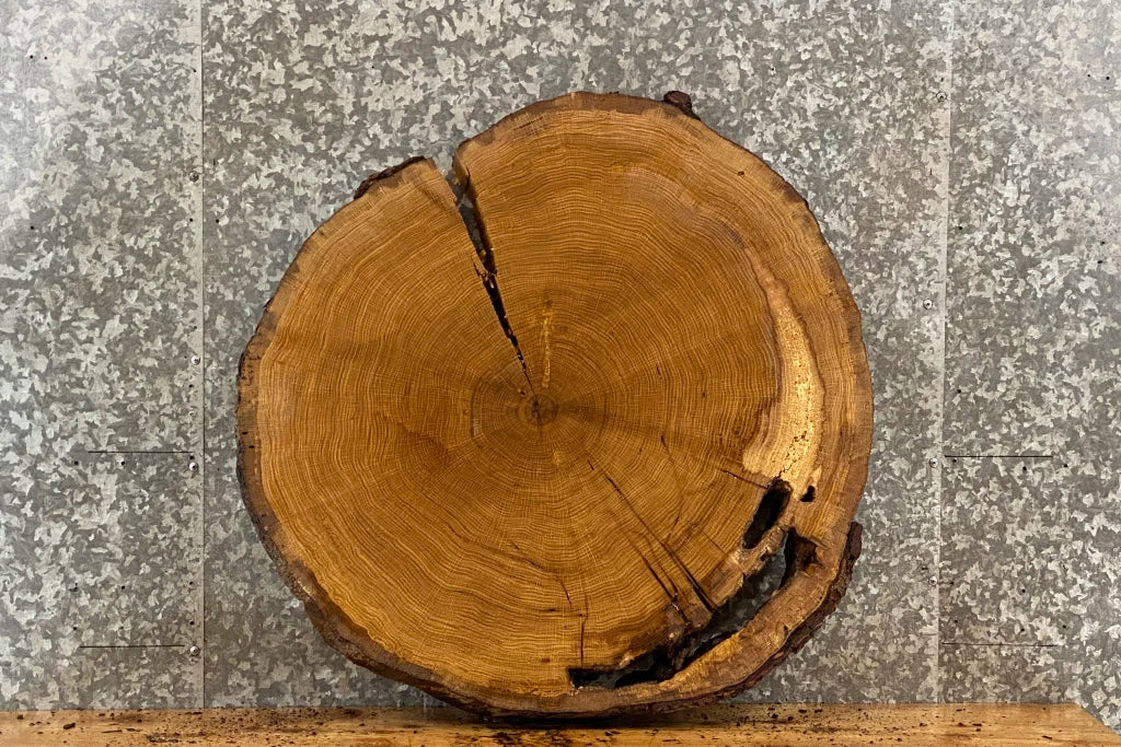 Live Edge White Oak Circle Cut Slab, Round Wood Tree Slice 20843