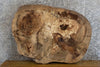 Thumbnail for Live Edge Ash Oval Cut Rustic Sofa/Coffee Table Slab CLOSEOUT 20847