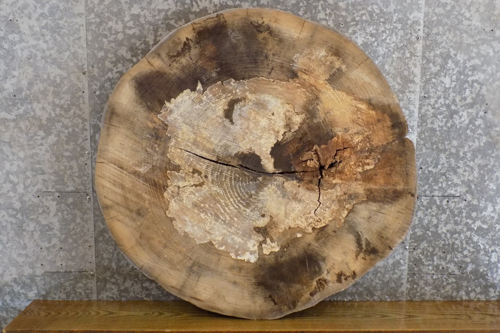 Live Edge Ash Round Cut Sofa/Coffee Table Top Slab CLOSEOUT 20854