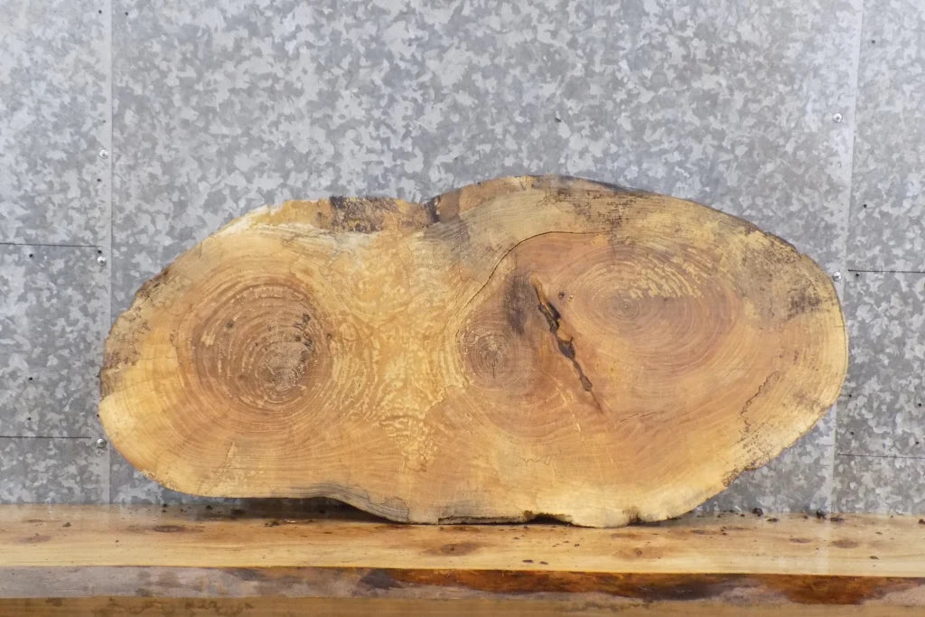 Live Edge Oval Spalted Ash End/Coffee/Accent Table Top Slab 20863
