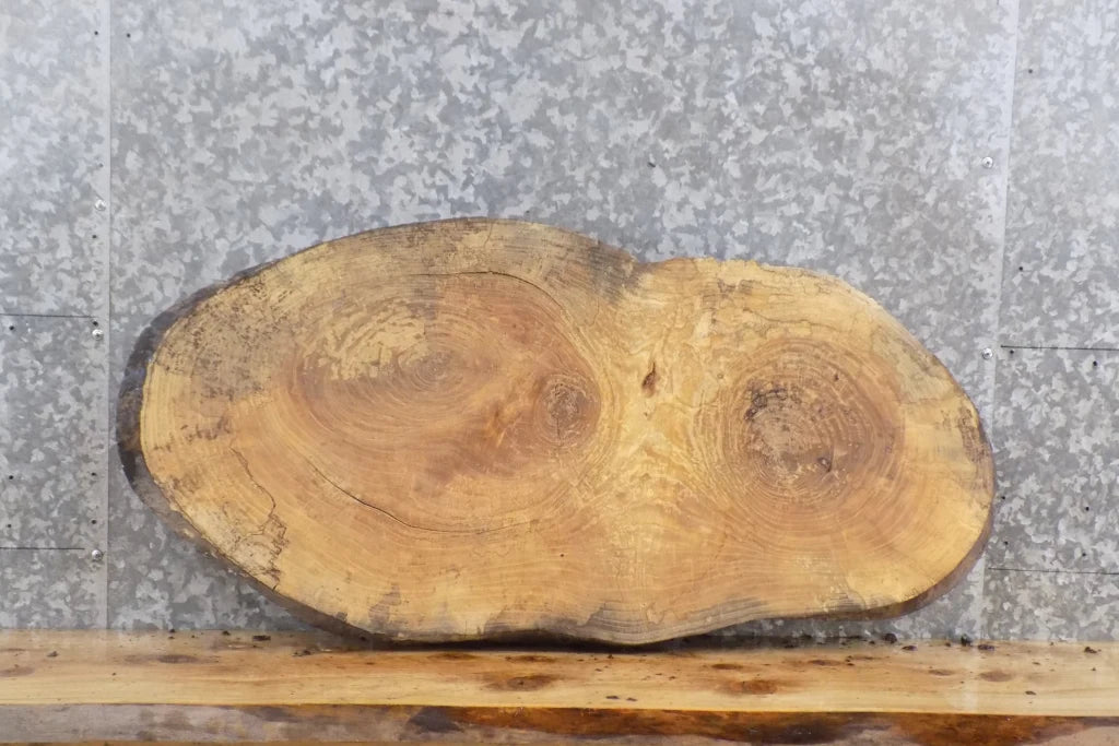 Live Edge Oval Spalted Ash End/Coffee/Accent Table Top Slab 20863