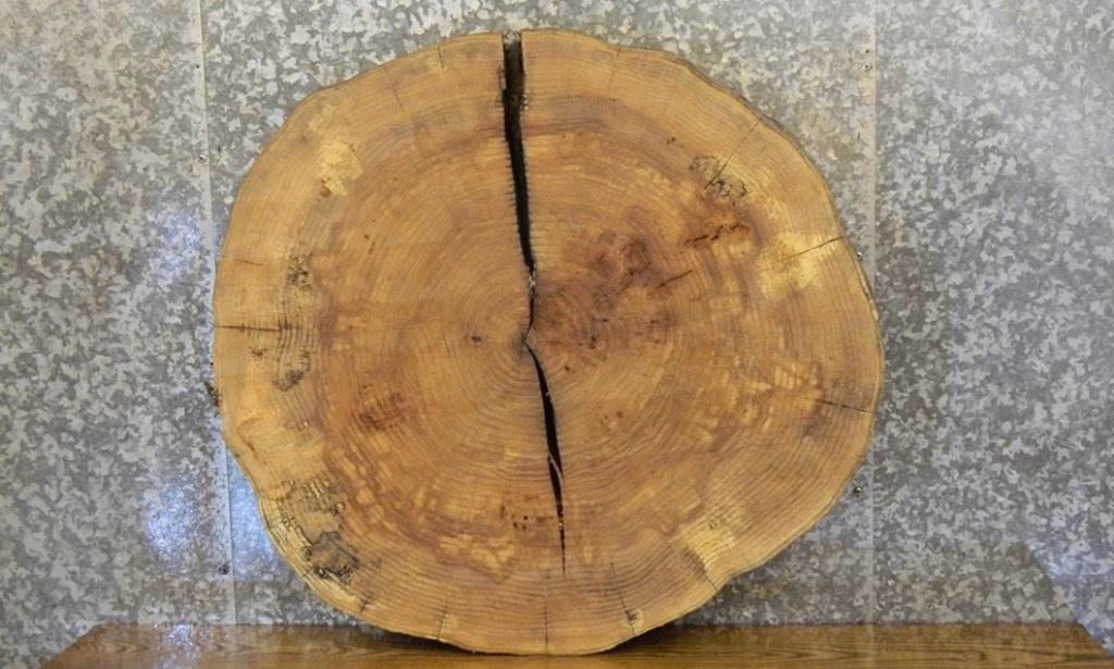Natural Edge Round Cut Ash Sofa/End Table Top Slab CLOSEOUT 20857